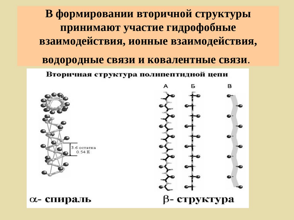 Дисульфидная связь в молекуле белка
