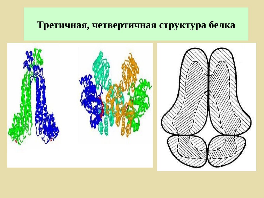 Третичная и четвертичная структура