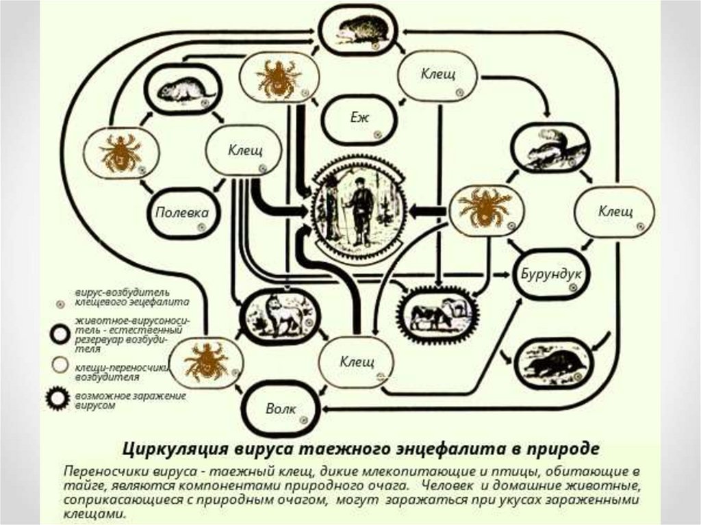 Жизненный цикл таежного клеща. Клещевой энцефалит цикл развития. Схема передачи клещевого энцефалита. Циркуляция вируса таежного энцефалита в природе.