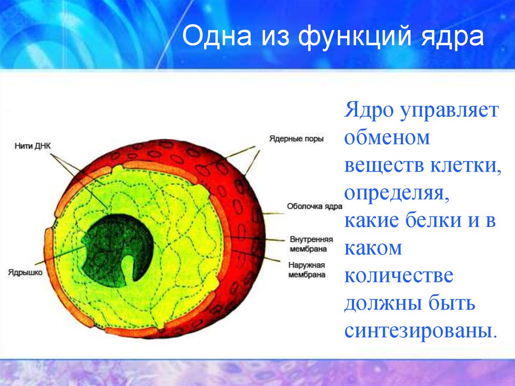 Функции ядра