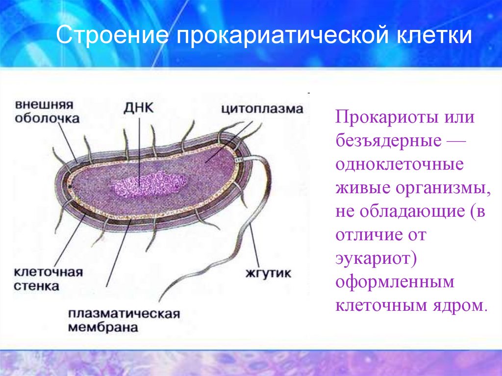 Виды клеток ядра