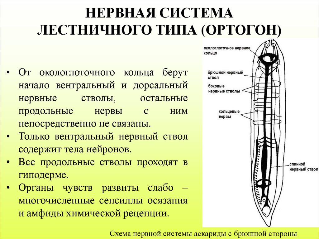 Лестничная нервная система моллюски или плоские черви