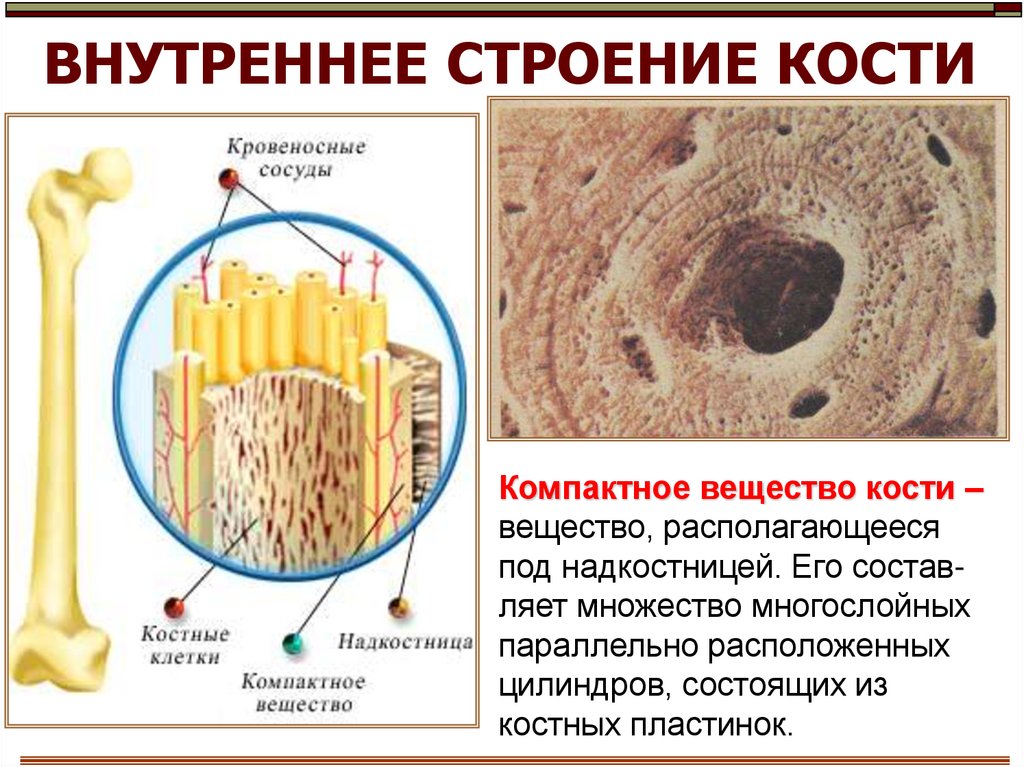 Внутренняя кость. Компактное и губчатое вещество кости функции. Строение компактного вещества кости. Функция компактного вещества кости трубчатой. Компактное вещество строение.