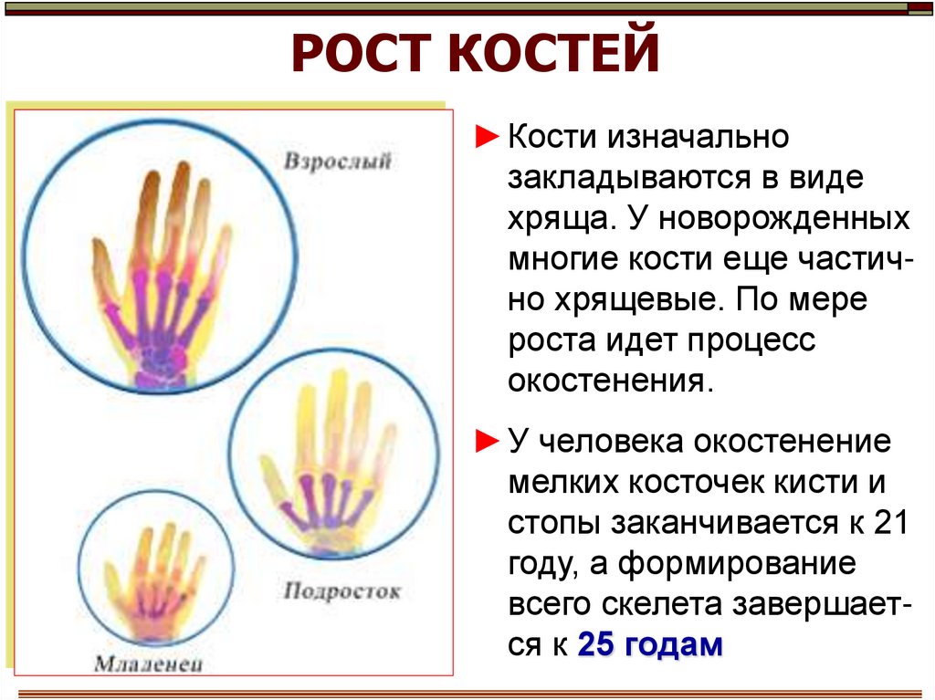 Рост кости в толщину происходит за счет. Рост костей. Особенности роста костей. Рост костей человека кратко. Рост костей кратко.