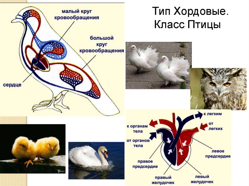 Кровеносная система презентация огэ