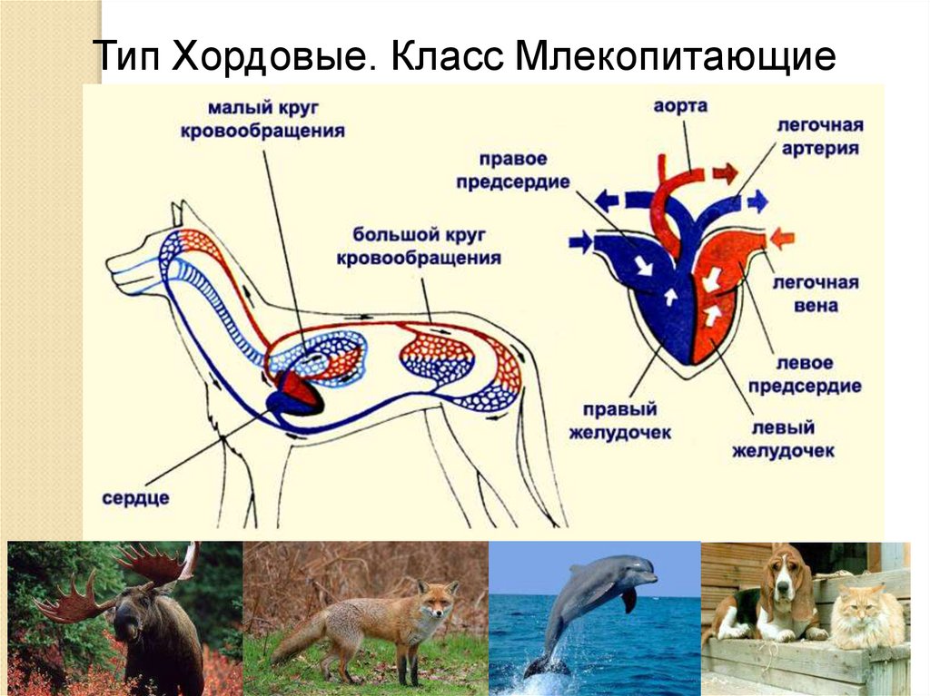 Млекопитающие кровообращение и дыхание. Кровеносная система млекопитающих. Тип Хордовые класс млекопитающие. Строение кровеносной системы животных. Тип Хордовый класс млекопитающие.