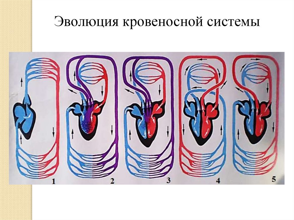 Схема кровеносной системы животных