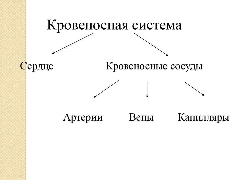 Тип кровеносной. Функции кровеносной системы животных. Основные функции кровеносной системы животных. Кровеносная система таблица. Типы кровеносных систем.