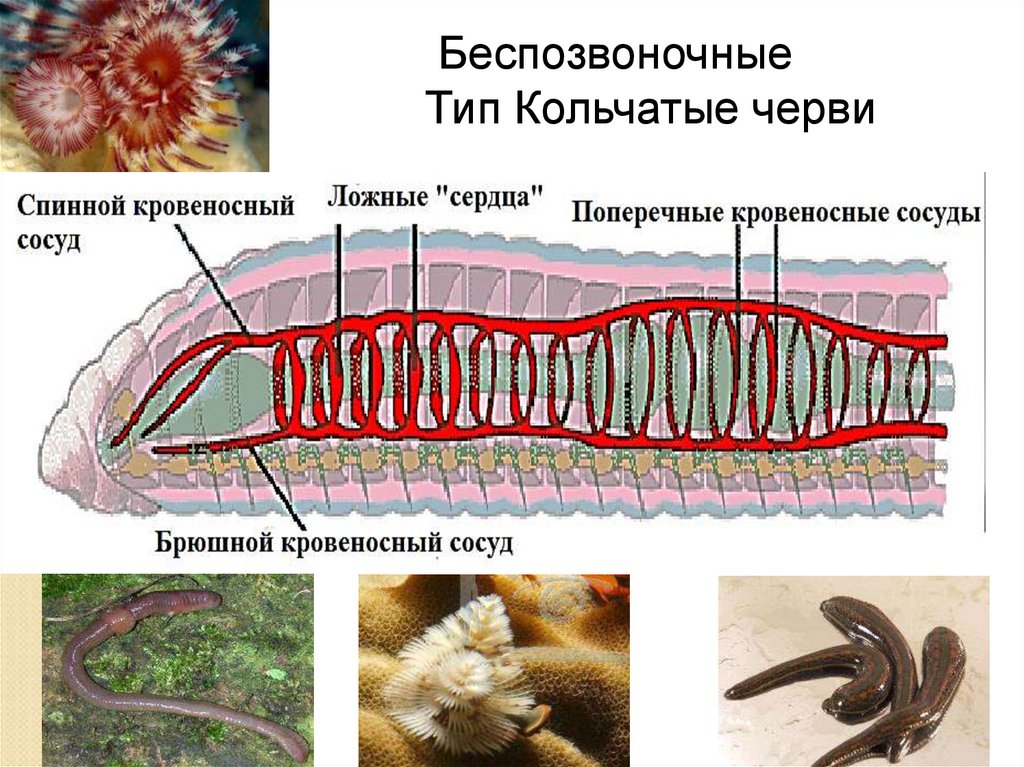 У каких беспозвоночных животных замкнутая кровеносная система. Тип и класс беспозвоночных животных кольчатые черви. Беспозвоночные кольчатые черви. Кольчатые черви класс беспозвоночных. Беспозвоночные животные Тип кольчатые черви это.