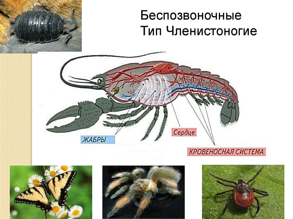 Беспозвоночные животные 8 класс биология. Беспозвоночные Членистоногие. Беспозвоночные Тип Членистоногие. Ракообразные насекомые. Членистоногие это группа беспозвоночных животных с.