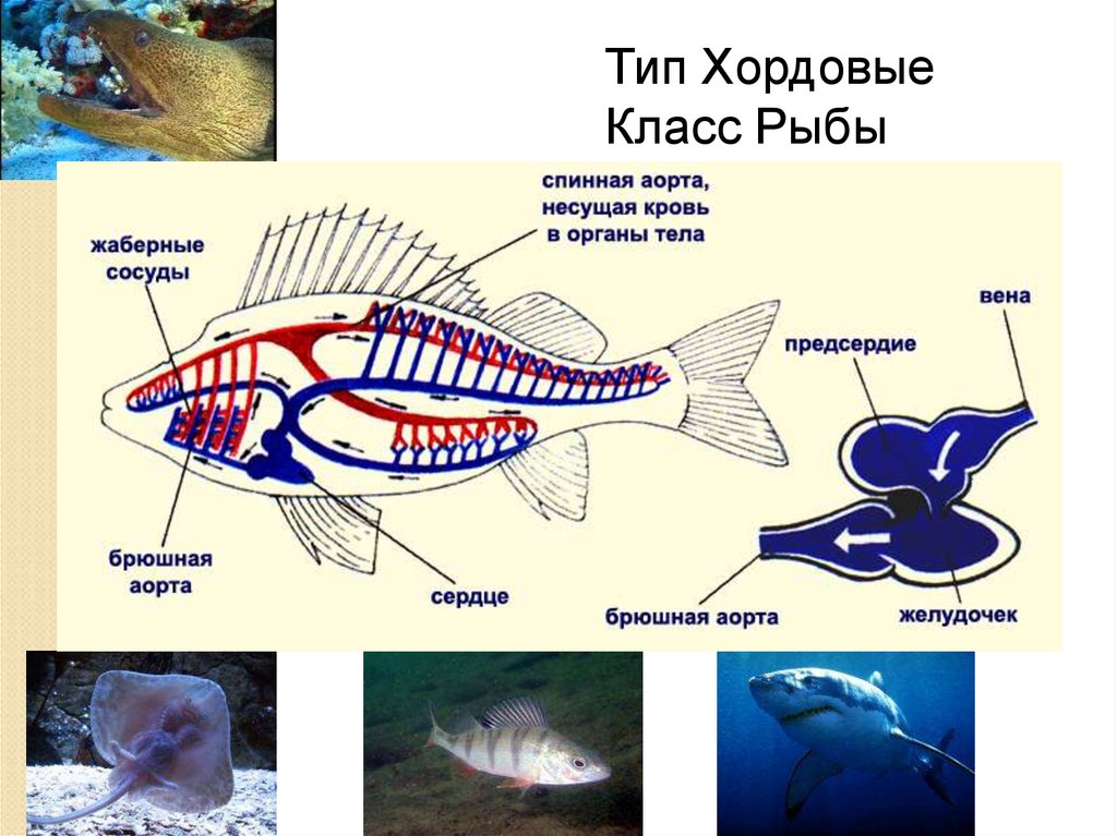 Тип хордовые схема