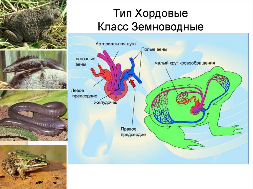 Презентация на тему хордовые