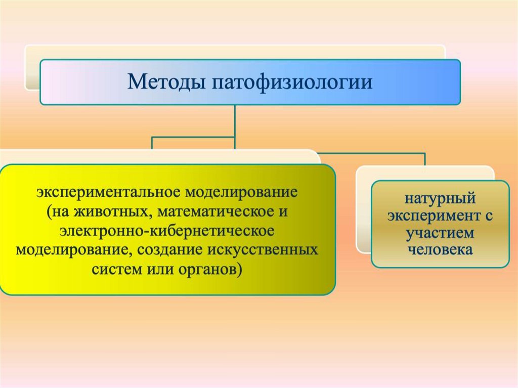 Метод моделирования эксперимента. Методы моделирования на животных. Методы патофизиологии моделирование. Методы патологической физиологии. Математическое моделирование в патофизиологии.