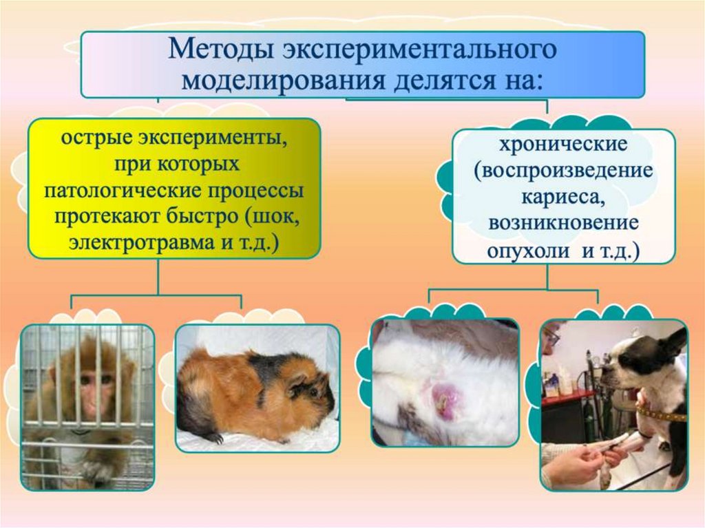 Метод моделирования эксперимента. Экспериментальное моделирование патологических процессов. Метод экспериментального моделирования. Моделирование болезней и патологических процессов. Метод моделирования эксперимент.