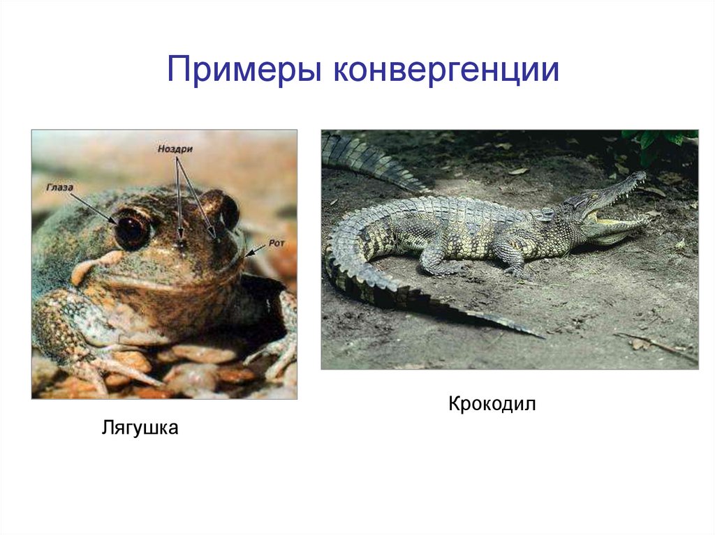 Конвергенция примеры. Конвергенция крокодил. Конвергенция глаза крокодила и бегемота. Конвергенция в фотографии примеры.