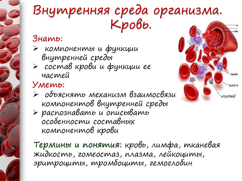 Внутренняя среда организма кровь. Внутренняя среда среда организма. Внутренняя среда организма состав и функции крови.