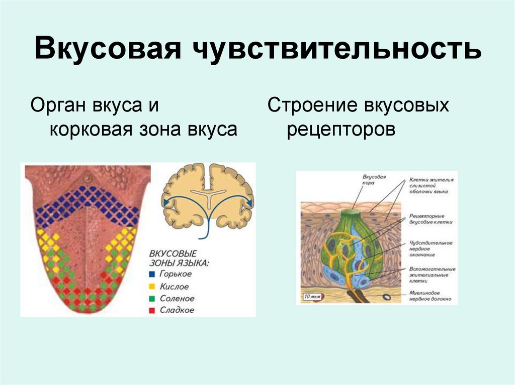 Вкусовая чувствительность
