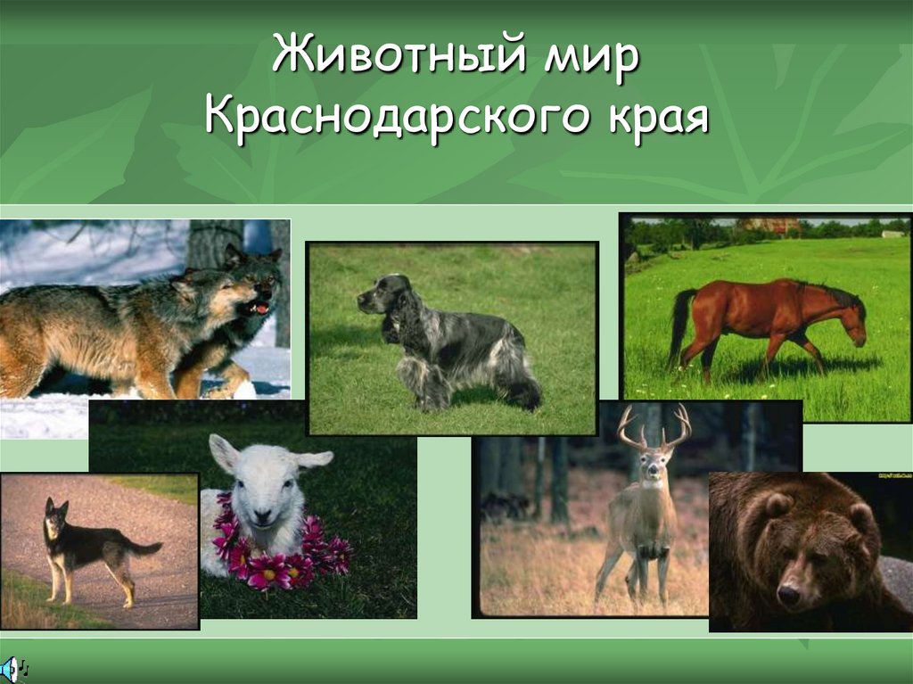 Какие звери встречаются в краснодарском крае. Животные Краснодарского края. Животный мир Краснодарского края. Растительный и животный мир Краснодарского края. Разнообразие животных Краснодарского края.