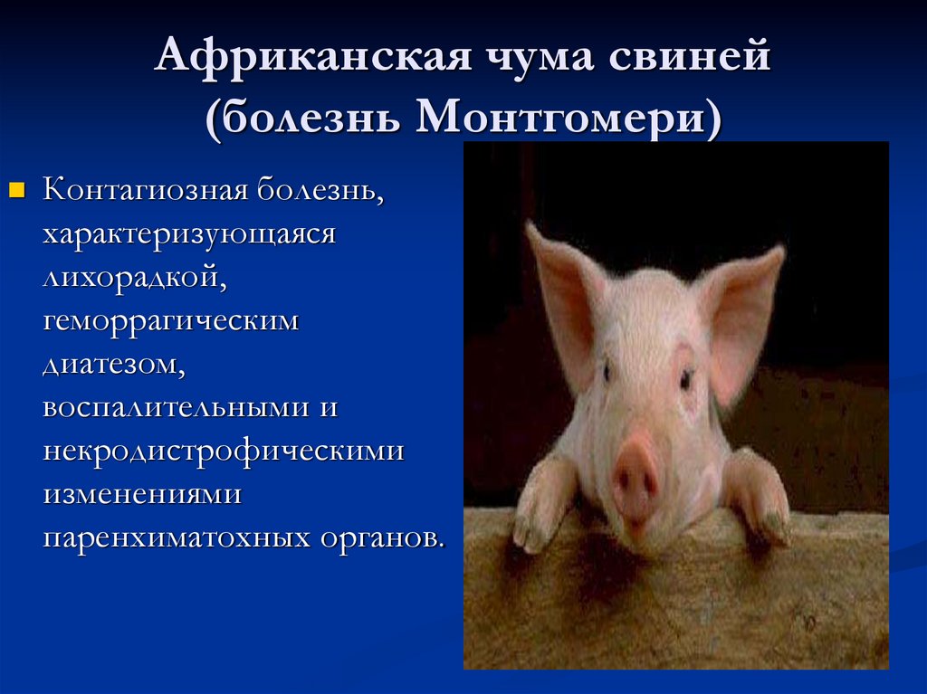 Свинка переболел в детстве. Урок по теме болезни свиней. Урок по теме болезни свиней презентация. Цирковирусная инфекция свиней. Схема заболевания свинки с людьми.