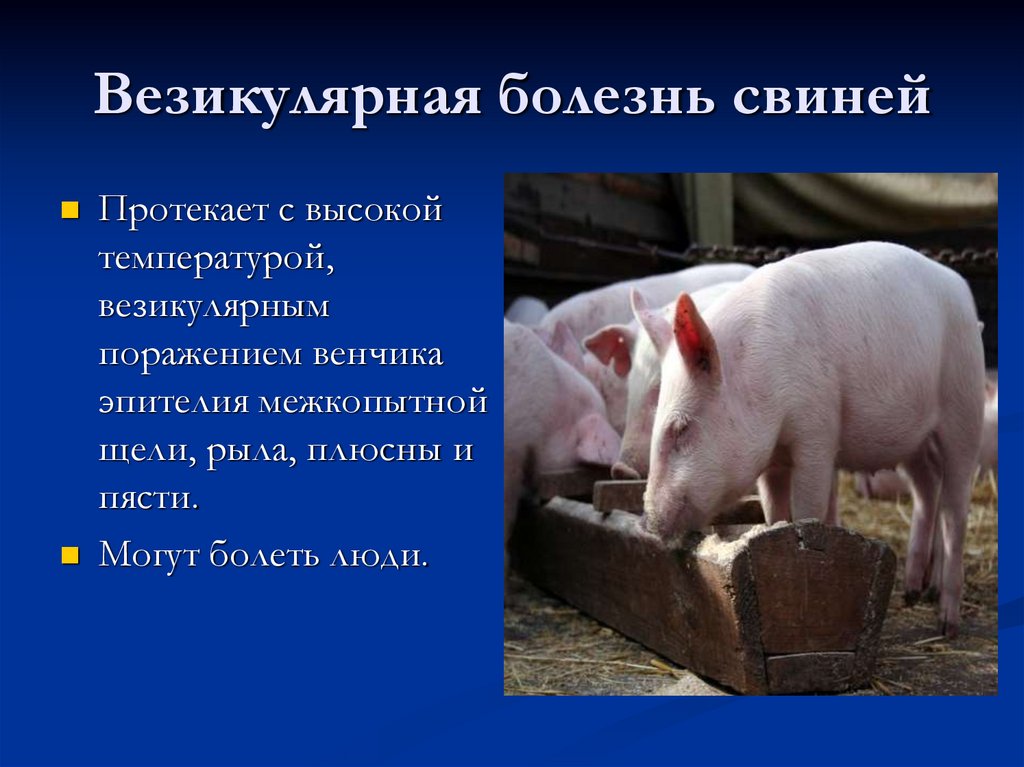 Свинка переболел в детстве. Везикулярная болезнь свиней. Урок по теме болезни свиней. Урок по теме болезни свиней презентация.