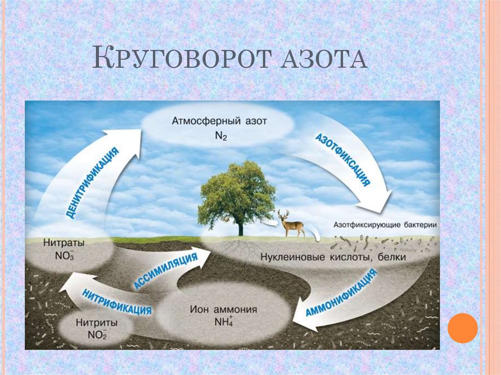 Круговорот веществ в природе рисунок 6 класс