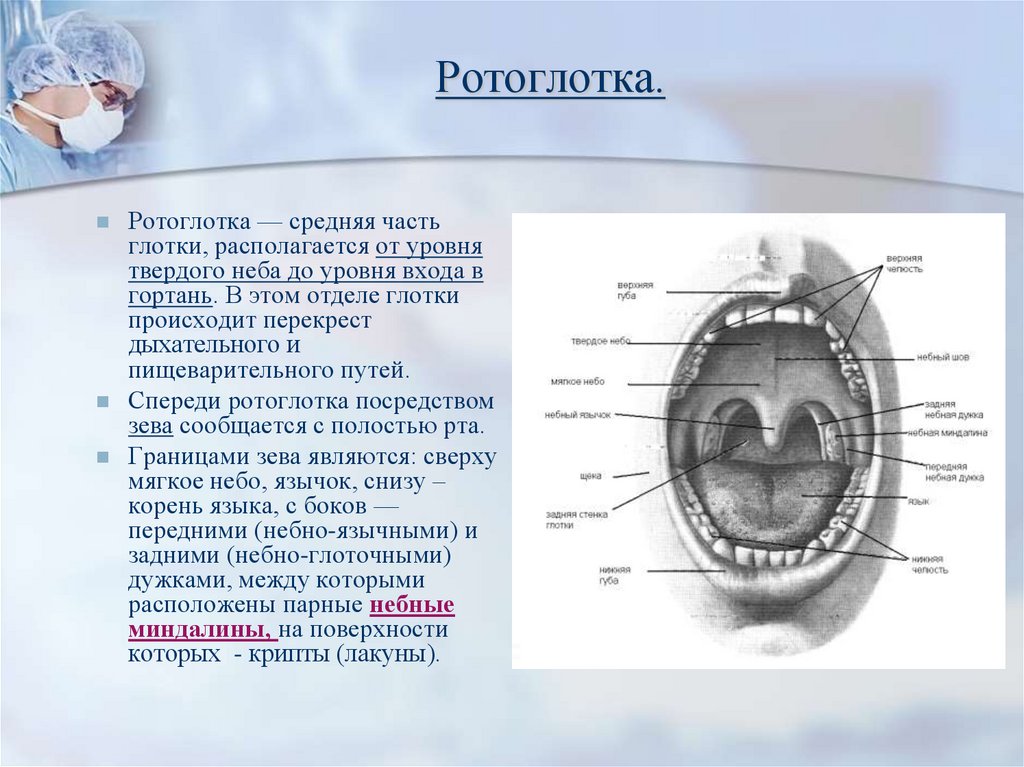 Ротоглотка это