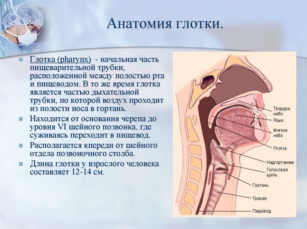 Глотка анатомия