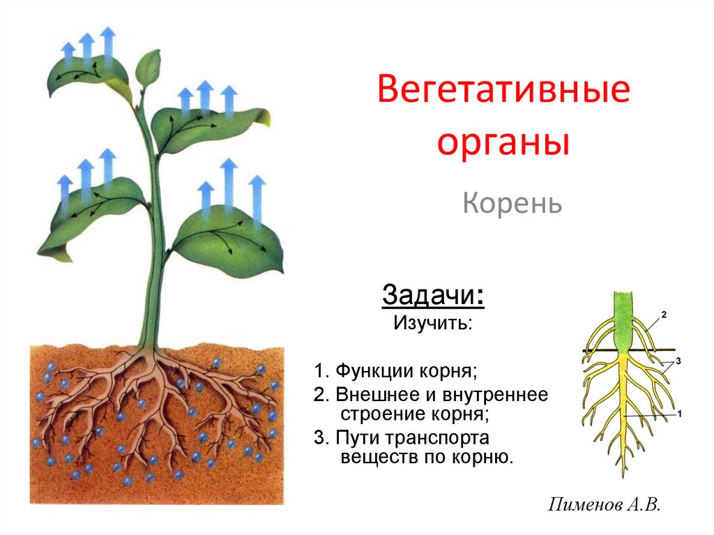 Участие вегетативных органов растения. Строение вегетативного корня. Вегетативные органы растений корневая система. Корневище это вегетативный орган растения. Корень вегетативный орган растения.