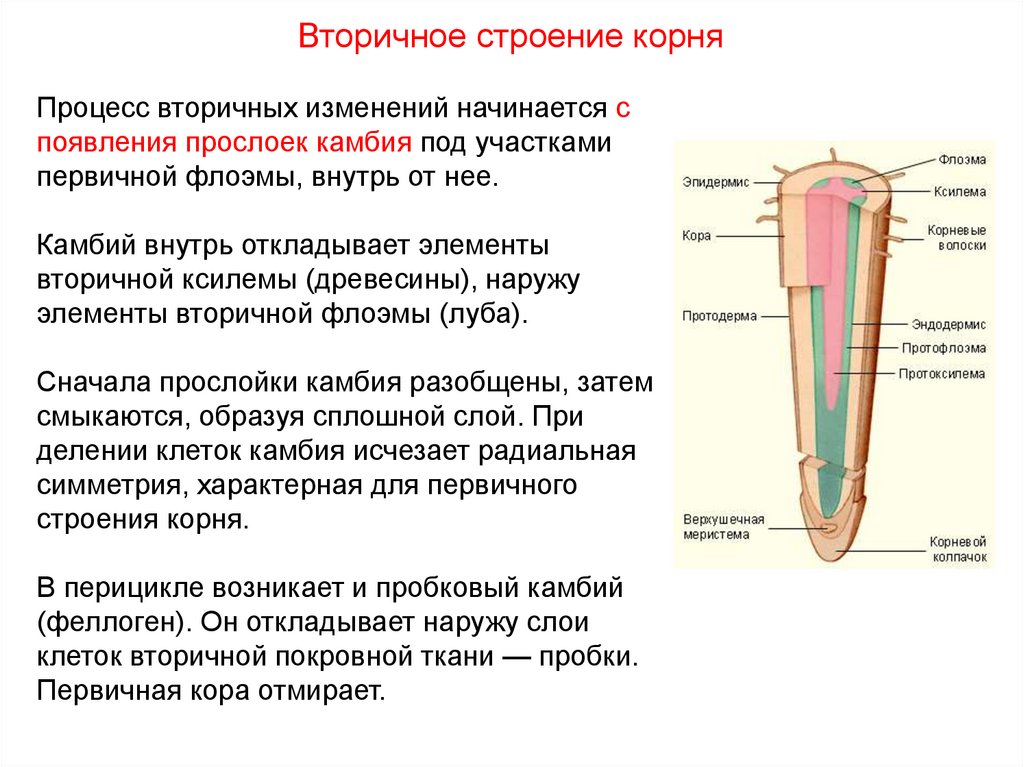 Вторичное строение корня. Морфология корня. Морфология корня ботаника. Морфология корня растений. Морфология корня 7 класс.