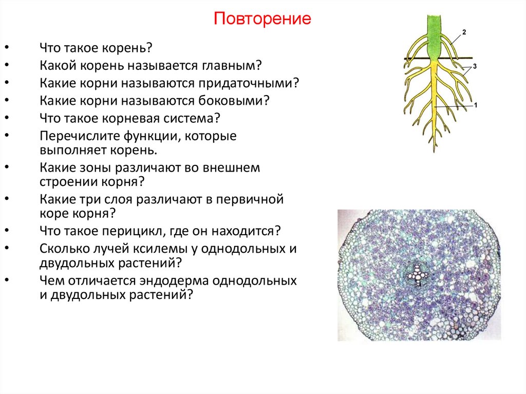 Ответом корень. Морфология корня. Главным называется корень. Какой корень называется главным. Какую функцию выполняют придаточные корни.