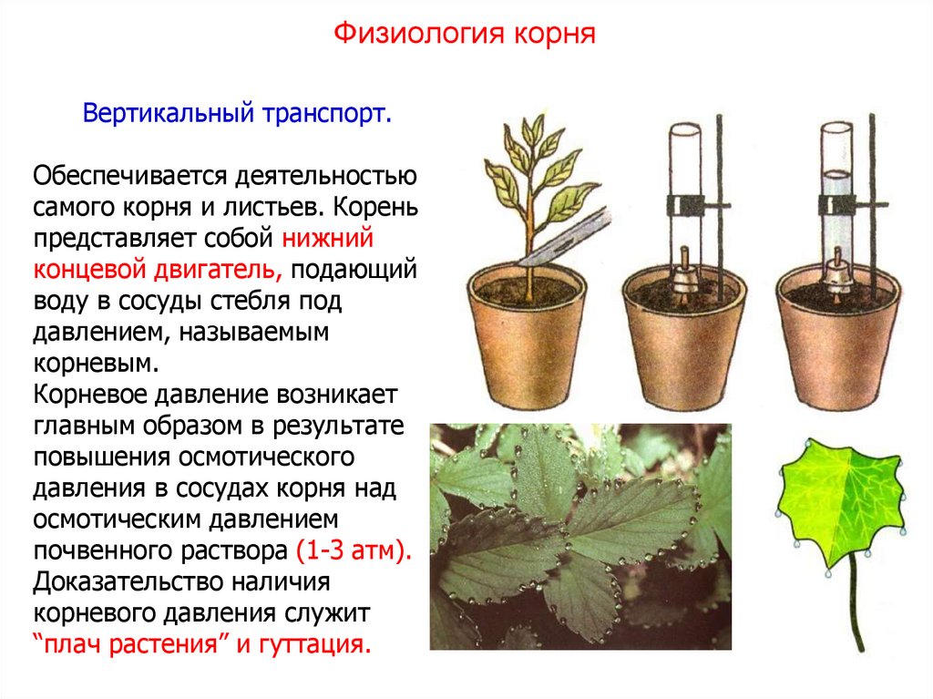 У какого растения корневое давление сильнее. Корневое давление Нижний концевой двигатель водного тока. Корневое давление и транспирация. Опыт корневого давления растений. Корневое давление у растений.