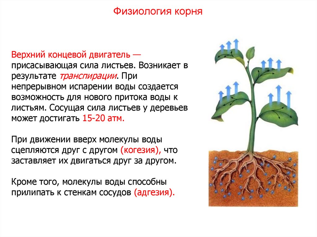 Корни испаряют воду. Присасывающее действие листьев. Корневое давление и транспирация. Органы растений корень. Транспирация у растений.