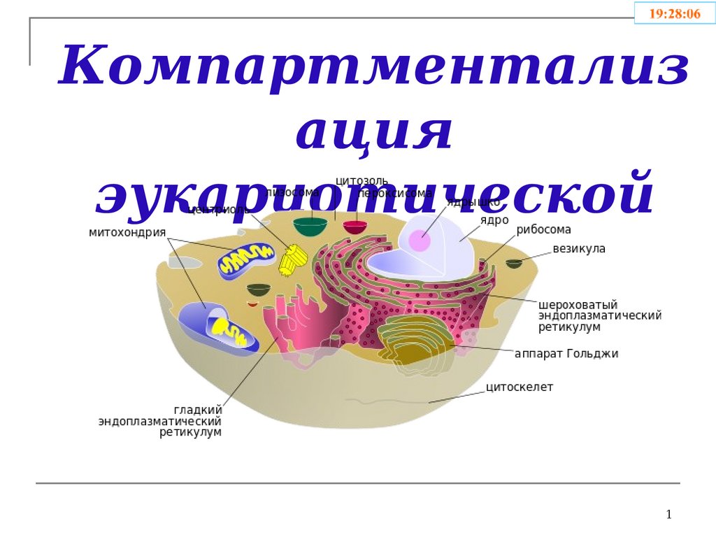 Компартментализация клетки презентация