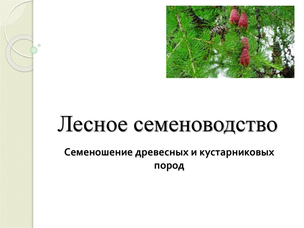 Лесное семеноводство. Смена древесных пород. ФГИС семеноводство. Сокращения названий древесных и кустарниковых пород.