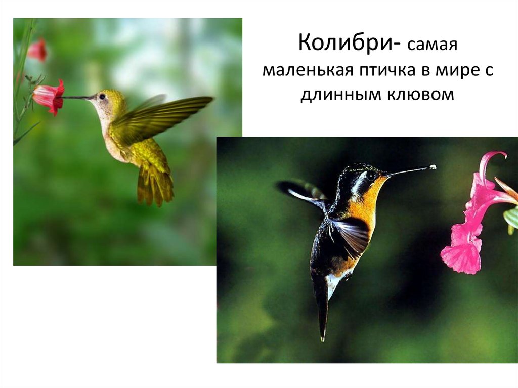 Колибри- самая маленькая птичка в мире с длинным клювом