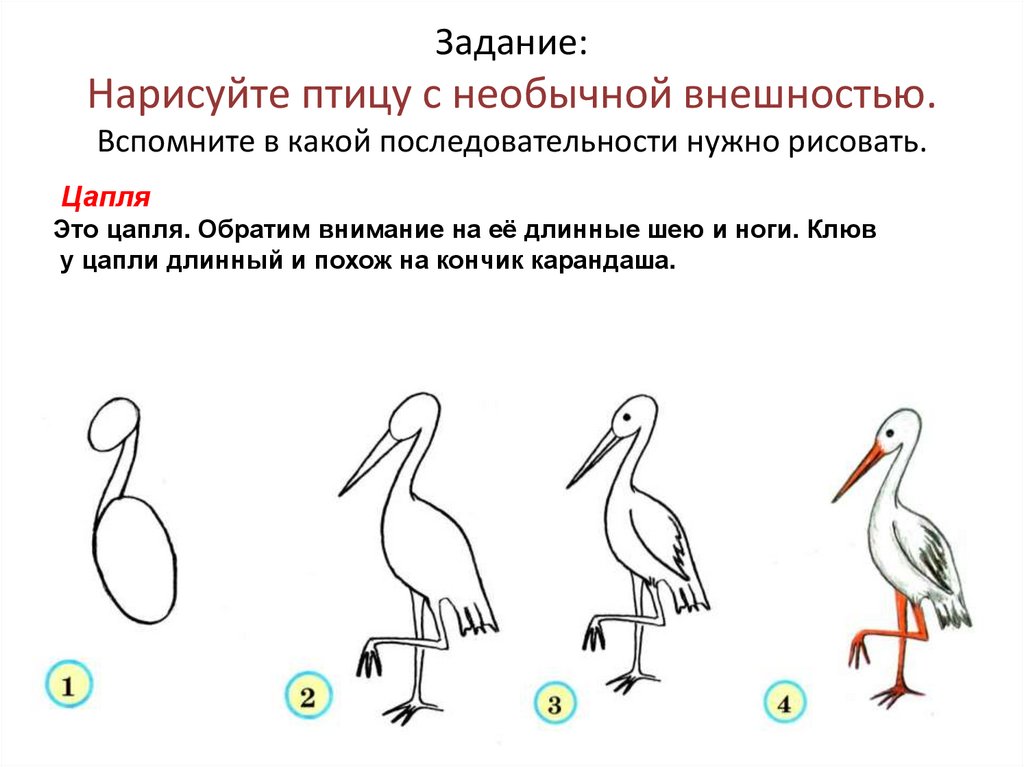 Задание: Нарисуйте птицу с необычной внешностью. Вспомните в какой последовательности нужно рисовать.
