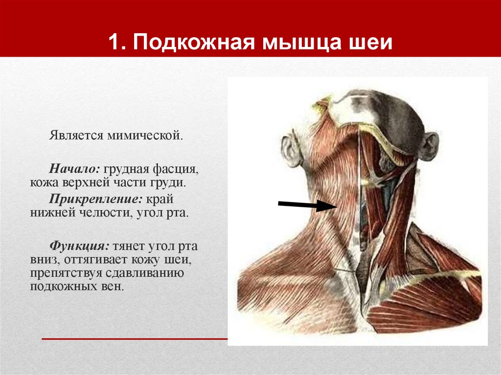 Мышцы шеи. Подкожная мышца шеи функции. Подкожная мышца шеи начало прикрепление функции. Подкожная мышца шеи анатомия. Подкожная мышца шеи прикрепляется к:.