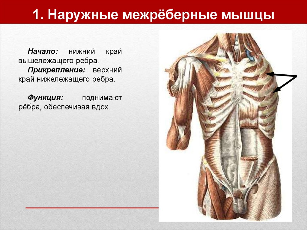 Межреберные мышцы участвуют в. Mm. Intercostales interni, внутренние межреберные мышцы. Наружные и внутренние межреберные мышцы функции. Нарудние медреберные мышцы. Наружные межреберные мышцы начало.