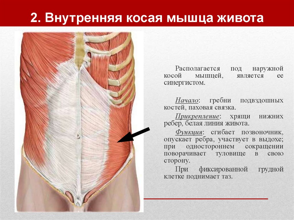 Наружные мышцы. Косая мышца живота сбоку. Топография мышц живота. Косая мышца живота анатомия. Задние мышцы живота.