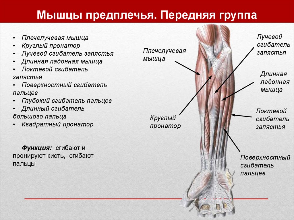 Круглый пронатор. Круглый пронатор мышца предплечья. Мышцы пронаторы и супинаторы. Мышцы предплечья анатомия супинатор. Мышцы предплечья вид спереди.