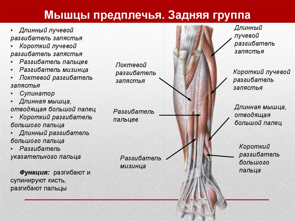 Мышцы предплечья картинки