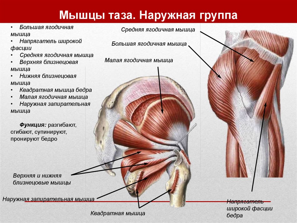 Мышцы малого таза