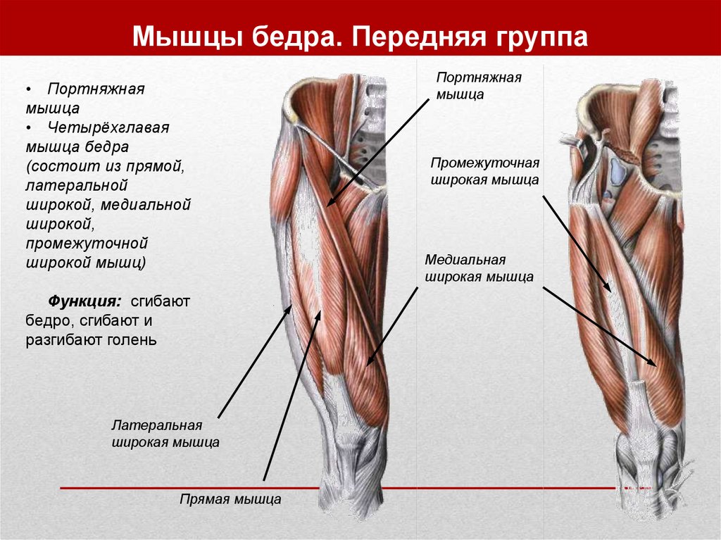 Прямая мышца где. Четырехглавая мышца бедра анатомия. Мышцы бедра передняя задняя медиальная группа. Передняя группа мышц бедра анатомия таблица. Портняжная мышца бедра анатомия.
