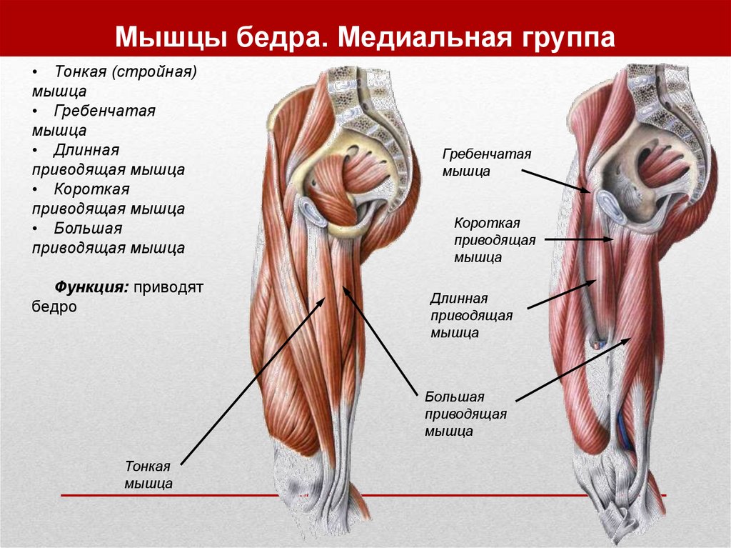 Приводящие мышцы бедра. Длинная приводящая мышца (m. Adductor Longus). Тонкая мышца бедра анатомия. Медиальная группа мышц бедра функции. Прикрепления приводящих мышц бедра.