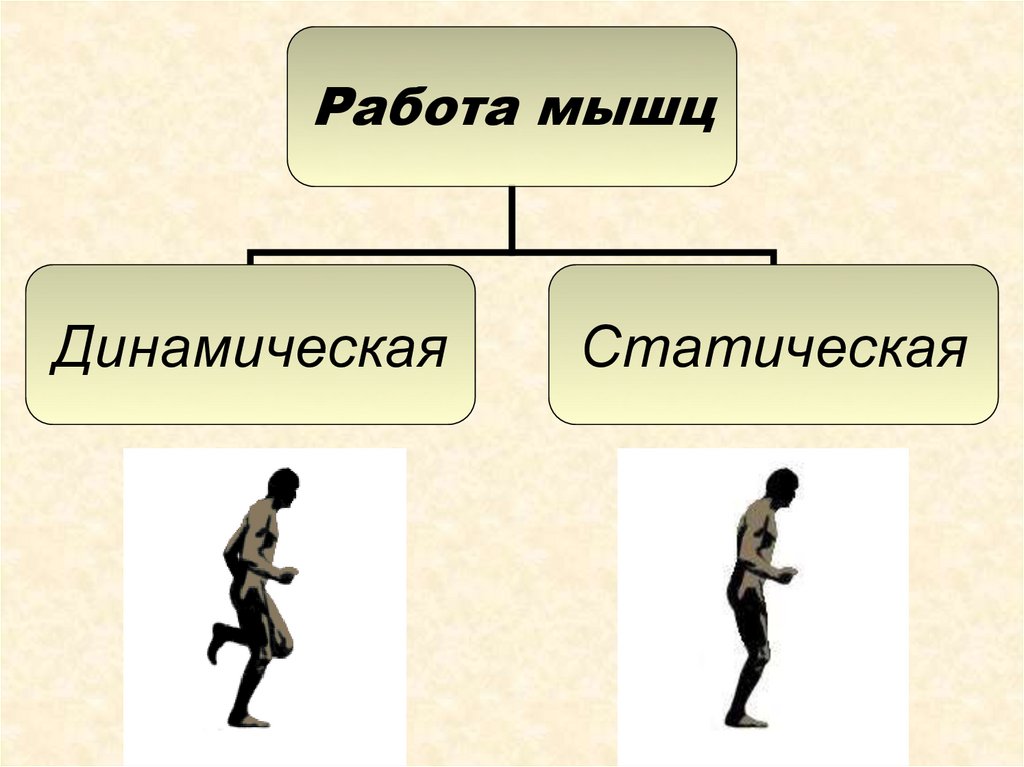 Статическая работа определение. Статическая работа мышц. Статические и динамические мышцы. Динамической работе мышц человека. Динамическая работа и статическая работа.