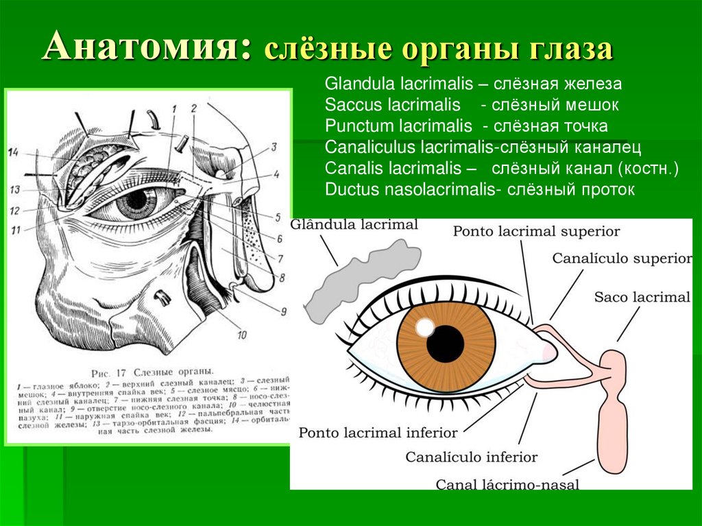 Слезные железы относятся к железам. Строение слезной железы анатомия. Строение глаза человека слезное мясцо. Анатомия глаза слезный мешок. Слезный каналец анатомия.