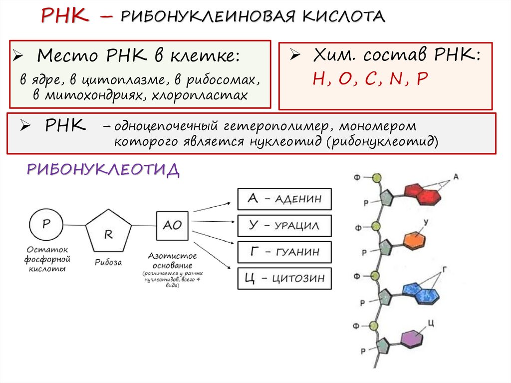 Рибонуклеиновая кислота функции. Рибонуклеиновая кислота. Фтолрибонуклеиновая кислота.