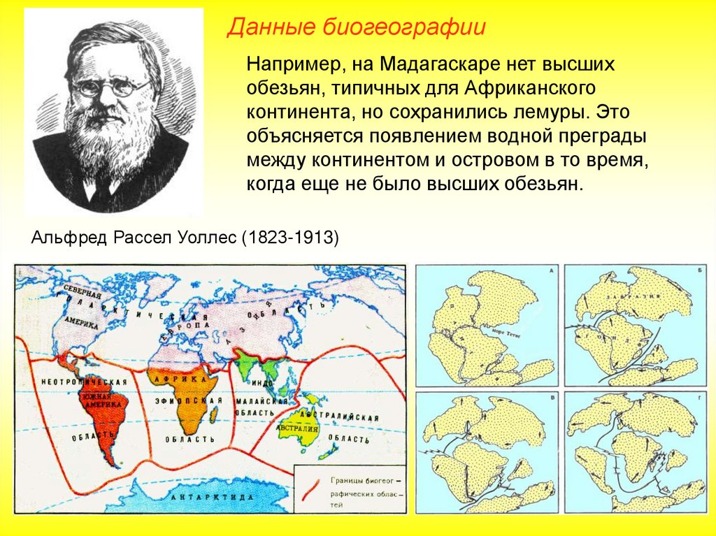 Биогеографические доказательства. Альфред Уоллес - биогеографическая линия Уоллеса. Биогеография доказательства эволюции. Островная Флора и фауна доказательства эволюции. Биогеографические доказательства эволюции Флора и фауна.