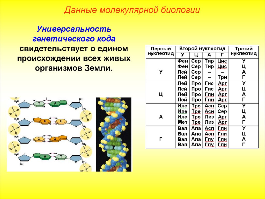 Молекулярные данные. Универрсально ть генетического кода. Данные молекулярной биологии. Генетический код универсальность. Таблица по молекулярной биологии.