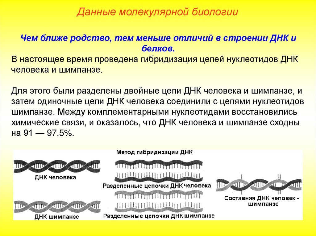 Молекулярно генетическая эволюция